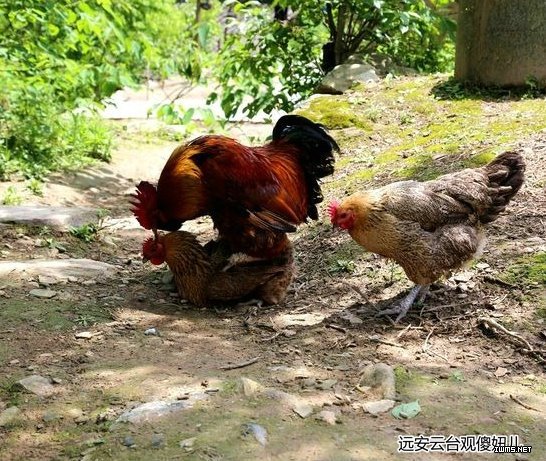 在云台观河口流传鸡的故事：鸡是如何交配的？